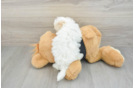 Maltipoo Puppy for Adoption