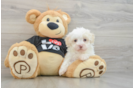 Maltipoo Pup Being Cute