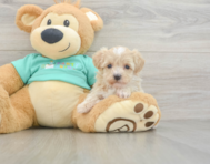 8 week old Maltipoo Puppy For Sale - Lone Star Pups