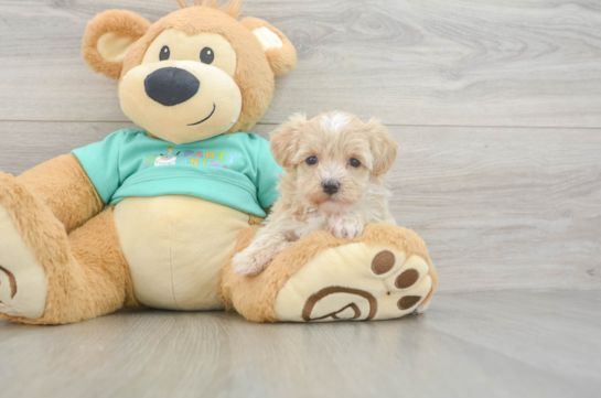 Petite Maltipoo Poodle Mix Pup