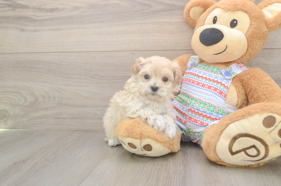 5 week old Maltipoo Puppy For Sale - Lone Star Pups