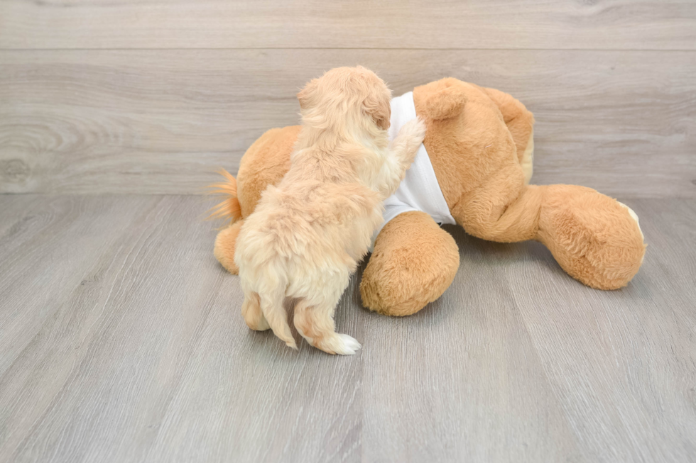 Maltipoo Pup Being Cute