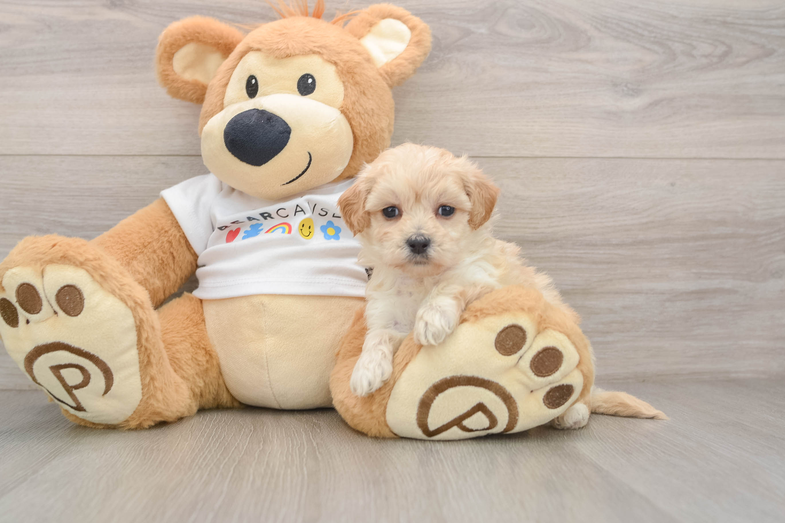 Smart Maltipoo Poodle Mix Pup
