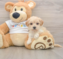 8 week old Maltipoo Puppy For Sale - Lone Star Pups
