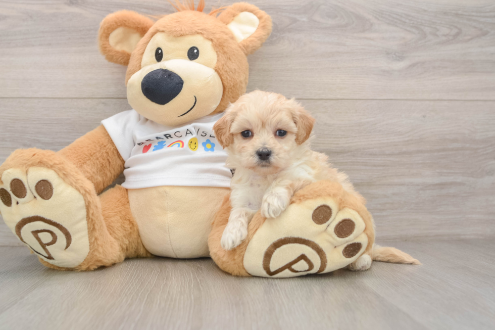 Smart Maltipoo Poodle Mix Pup