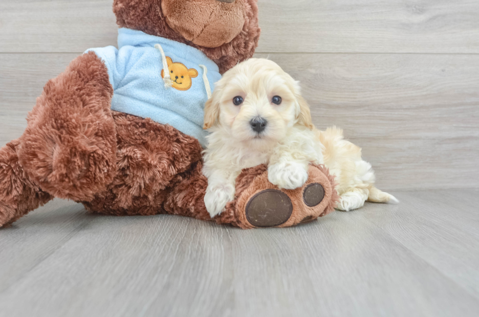 7 week old Maltipoo Puppy For Sale - Lone Star Pups