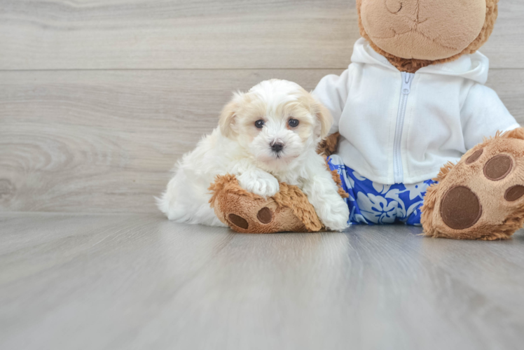 Best Maltipoo Baby