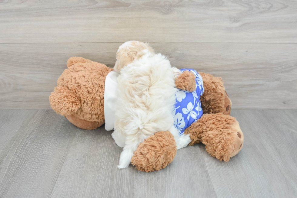 Petite Maltipoo Poodle Mix Pup