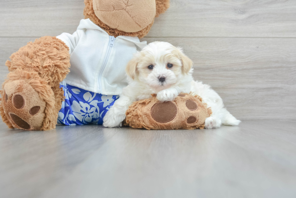 Maltipoo Pup Being Cute