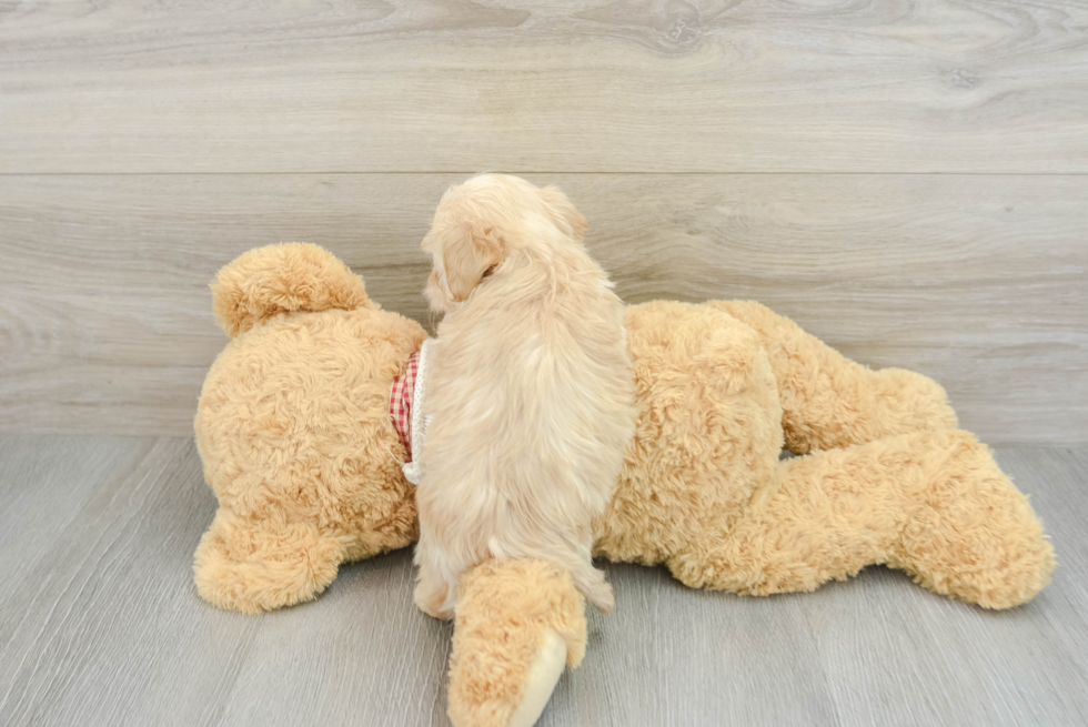 Friendly Maltipoo Baby