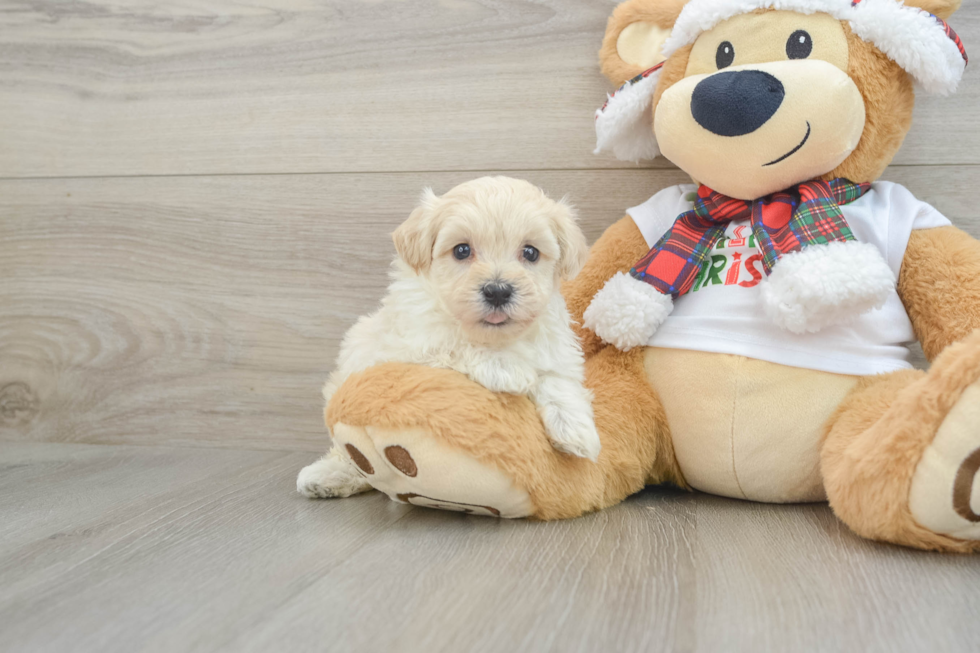 Playful Moodle Poodle Mix Puppy