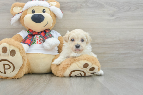 Maltipoo Puppy for Adoption