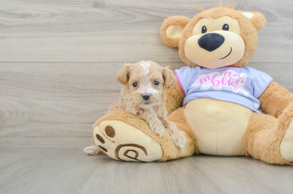 6 week old Maltipoo Puppy For Sale - Lone Star Pups