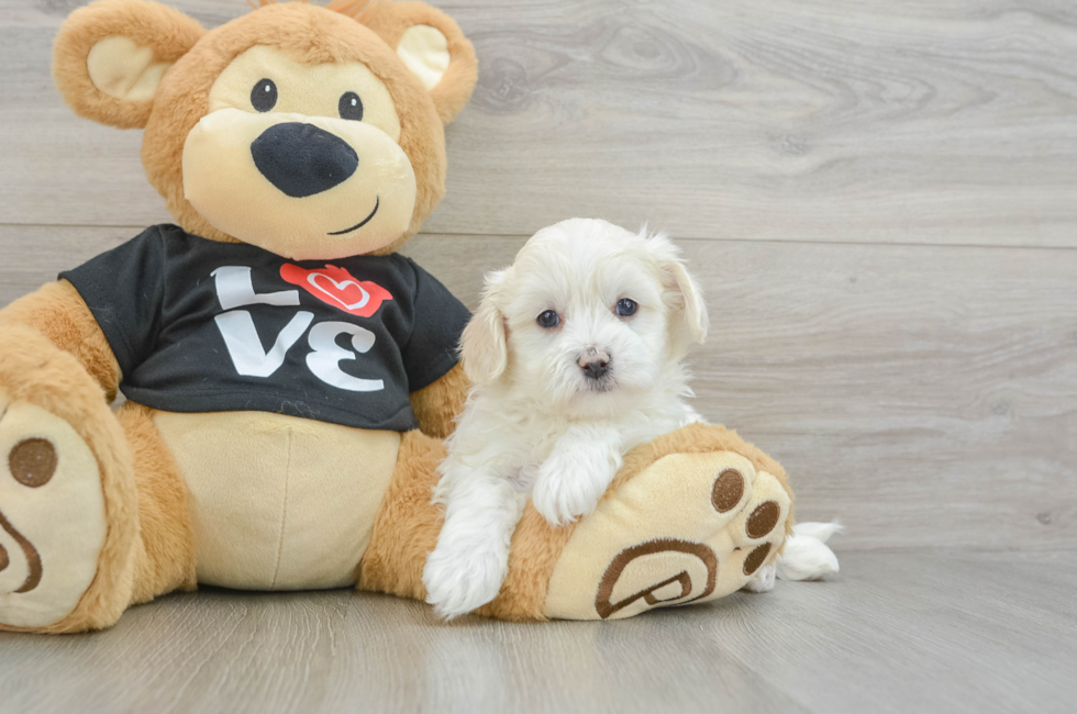 7 week old Maltipoo Puppy For Sale - Lone Star Pups