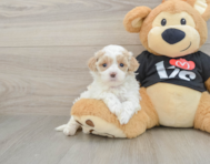 7 week old Maltipoo Puppy For Sale - Lone Star Pups