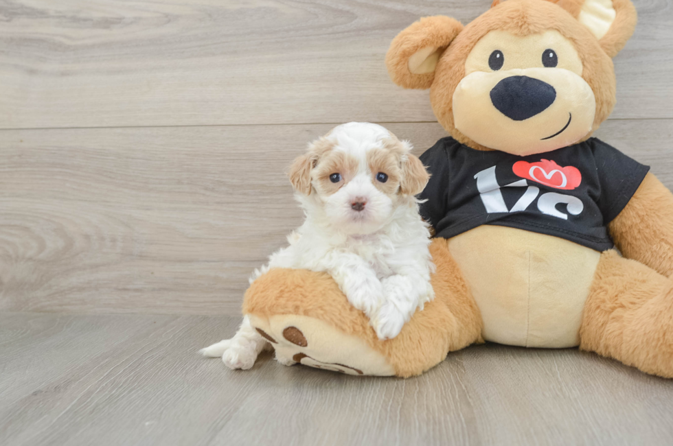 6 week old Maltipoo Puppy For Sale - Lone Star Pups