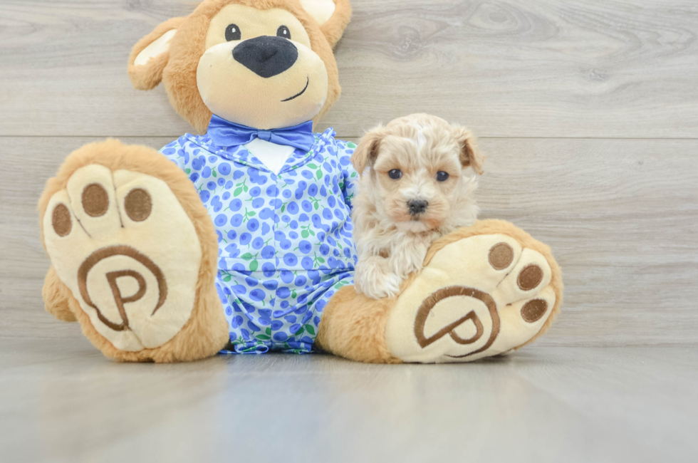 5 week old Maltipoo Puppy For Sale - Lone Star Pups