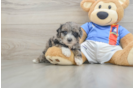 Small Maltipoo Baby