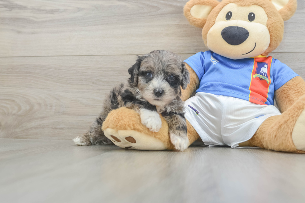 Small Maltipoo Baby