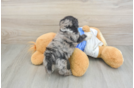 Hypoallergenic Multipoo Poodle Mix Puppy