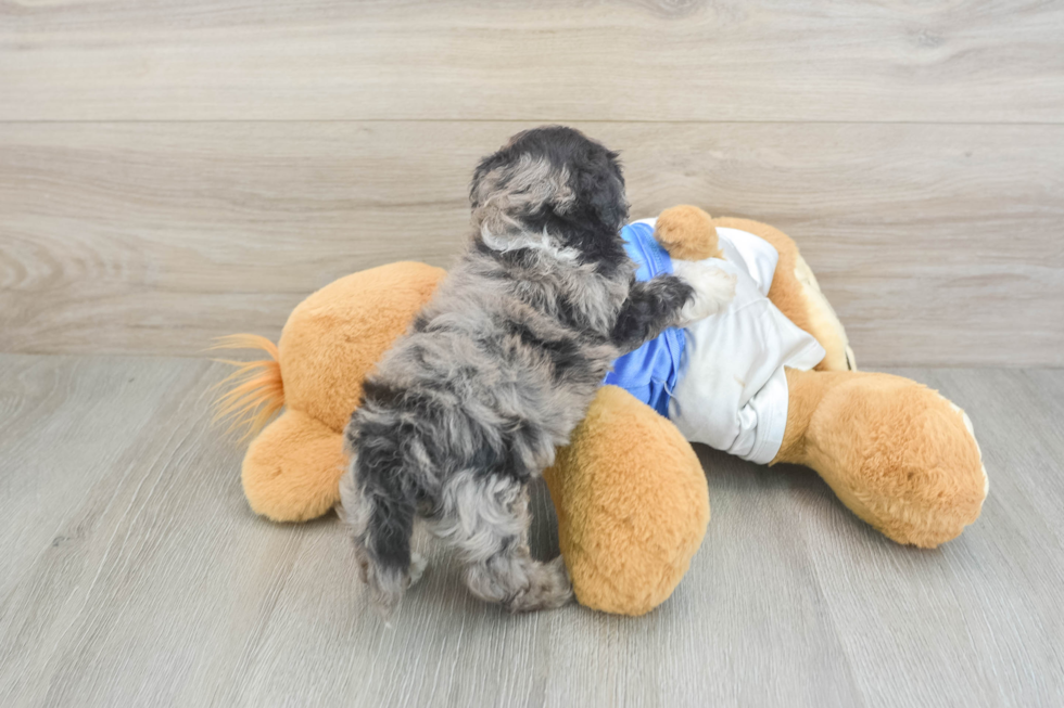 Hypoallergenic Multipoo Poodle Mix Puppy