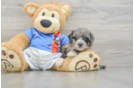 Little Moodle Poodle Mix Puppy