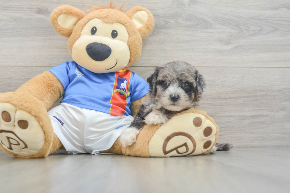Little Moodle Poodle Mix Puppy
