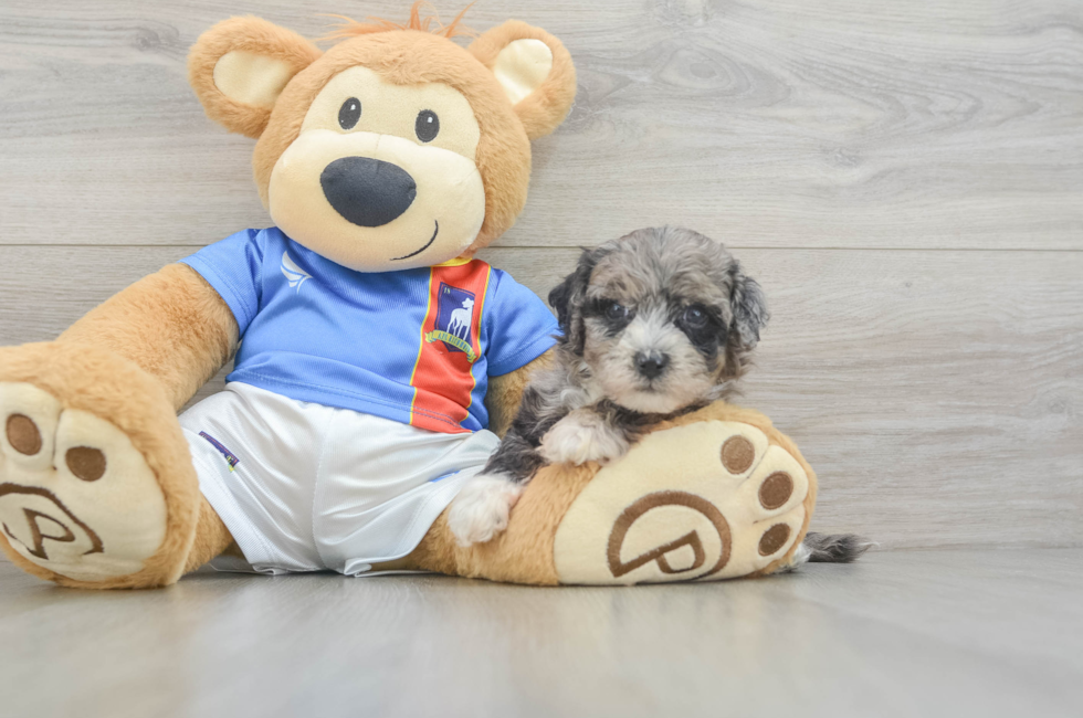 5 week old Maltipoo Puppy For Sale - Lone Star Pups