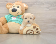 9 week old Maltipoo Puppy For Sale - Lone Star Pups