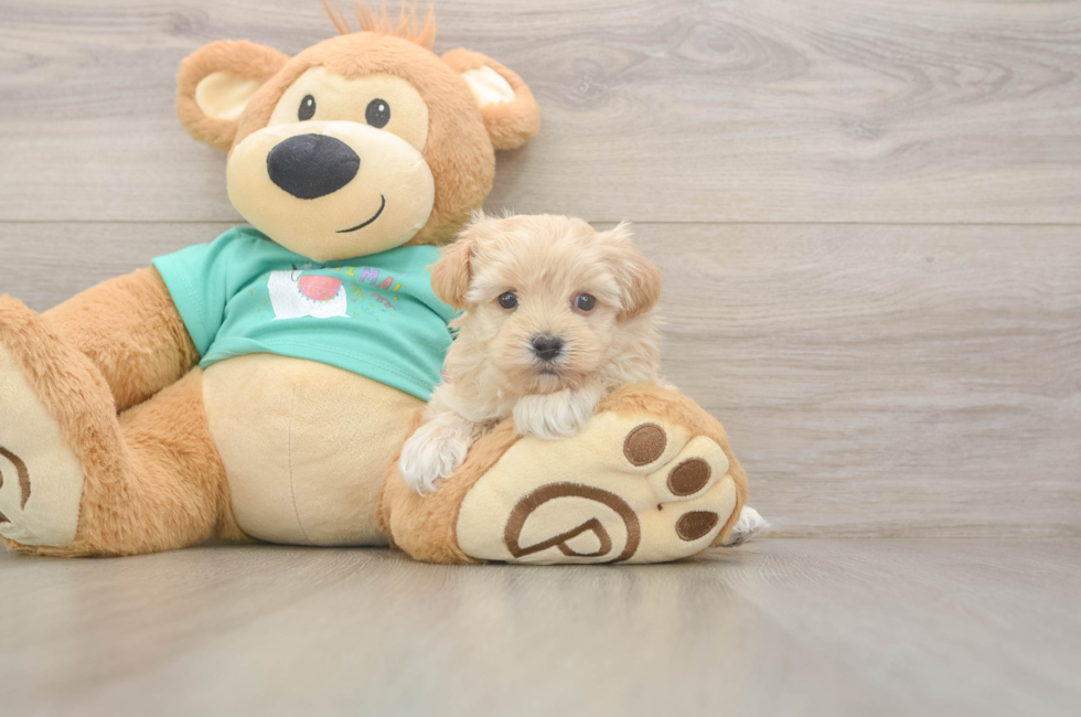 5 week old Maltipoo Puppy For Sale - Lone Star Pups