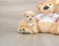 7 week old Maltipoo Puppy For Sale - Lone Star Pups