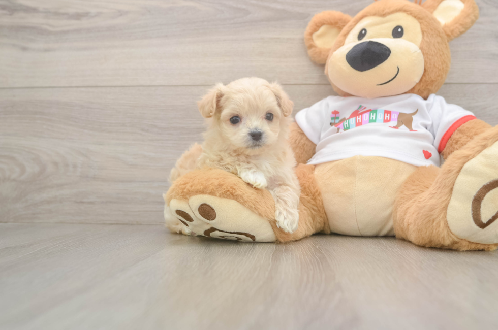 5 week old Maltipoo Puppy For Sale - Lone Star Pups