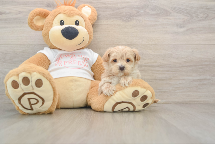Fluffy Maltipoo Poodle Mix Pup