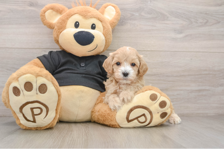 Best Maltipoo Baby