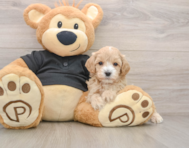 9 week old Maltipoo Puppy For Sale - Lone Star Pups