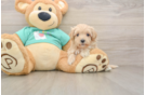Best Maltipoo Baby