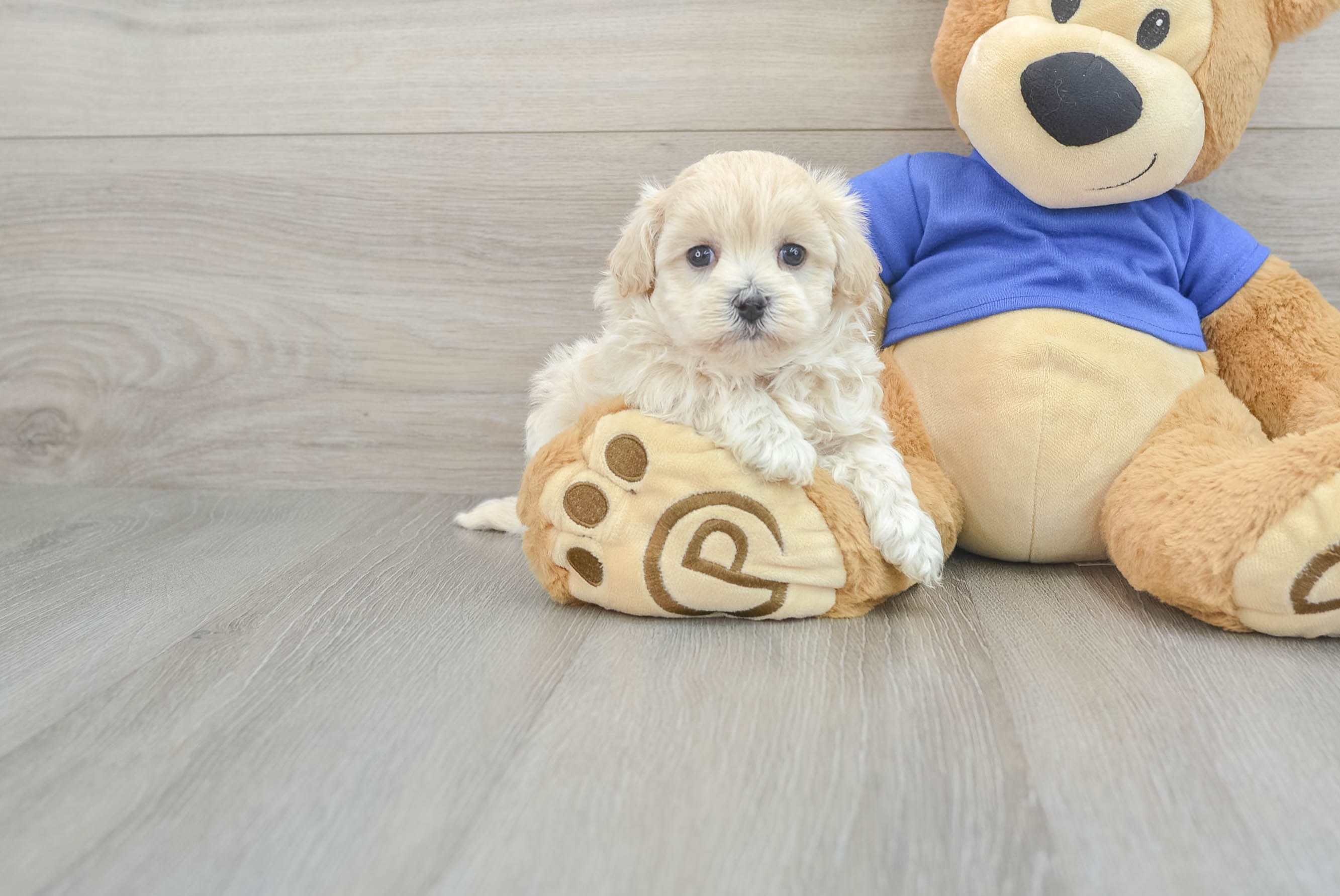 Popular Maltipoo Poodle Mix Pup