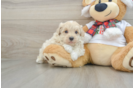 Maltipoo Puppy for Adoption