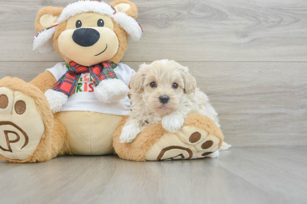 6 week old Maltipoo Puppy For Sale - Lone Star Pups