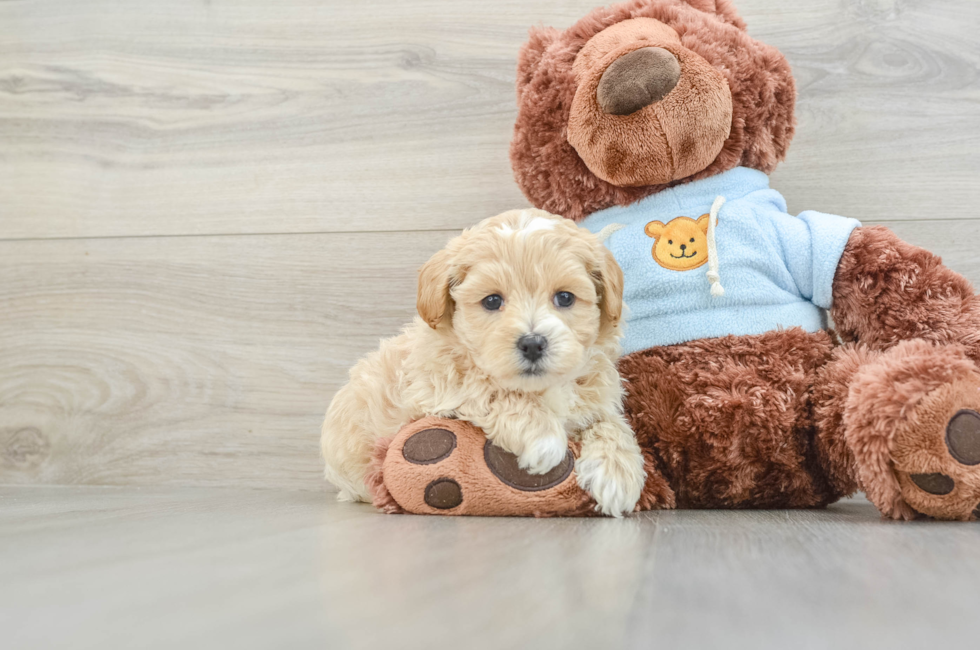 7 week old Maltipoo Puppy For Sale - Lone Star Pups