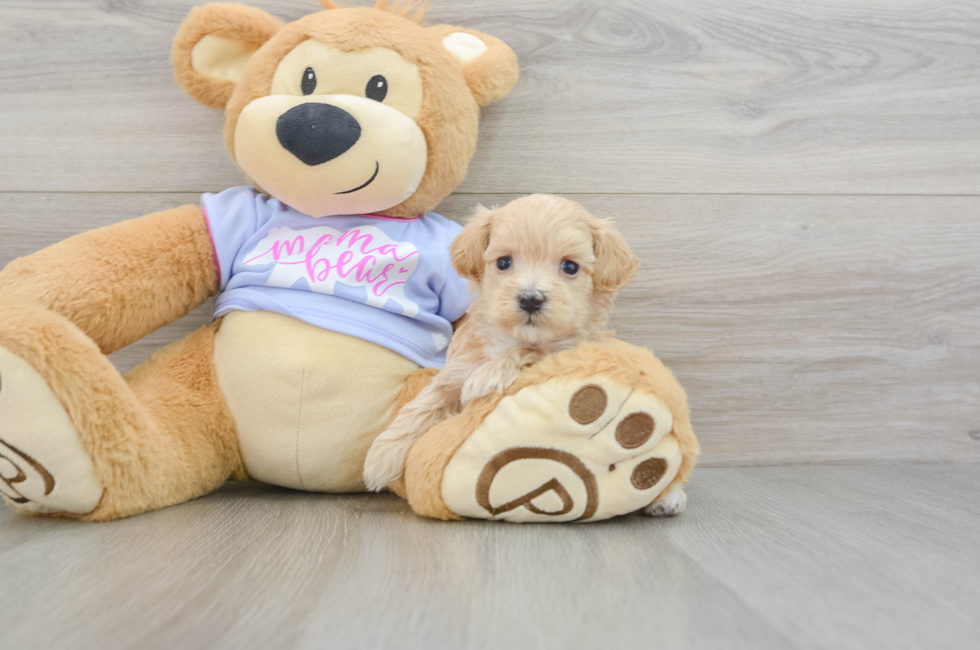 6 week old Maltipoo Puppy For Sale - Lone Star Pups