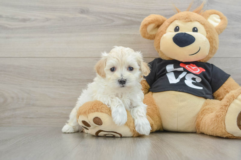 Meet Davie - our Maltipoo Puppy Photo 1/14 - Lone Star Pups