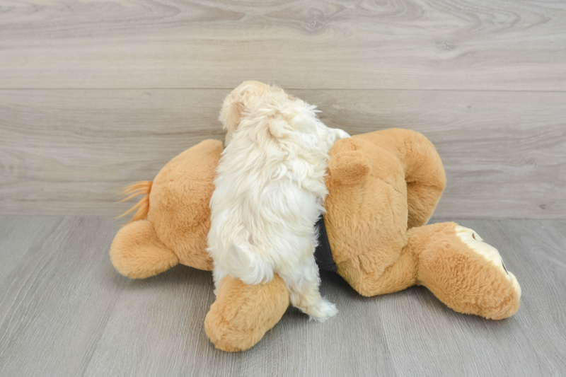 Meet Davie - our Maltipoo Puppy Photo 2/14 - Lone Star Pups