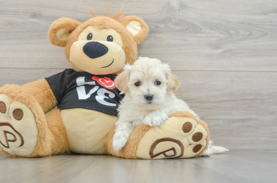 Energetic Maltese Poodle Poodle Mix Puppy