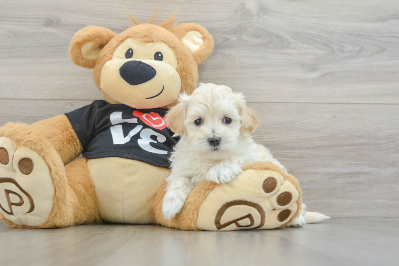 Meet Davie - our Maltipoo Puppy Photo 3/14 - Lone Star Pups