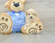 8 week old Maltipoo Puppy For Sale - Lone Star Pups