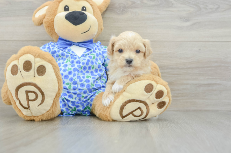5 week old Maltipoo Puppy For Sale - Lone Star Pups