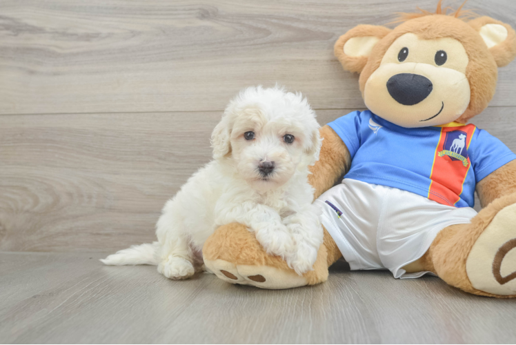 Popular Maltipoo Poodle Mix Pup