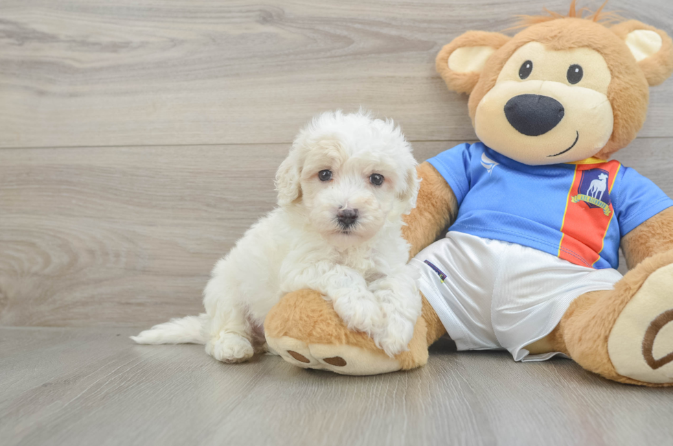 5 week old Maltipoo Puppy For Sale - Lone Star Pups