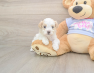 8 week old Maltipoo Puppy For Sale - Lone Star Pups